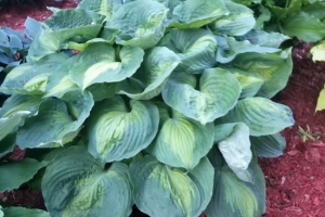 Beyond Glory, Hosta